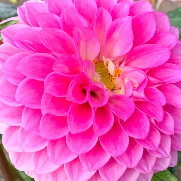 dahlia1905